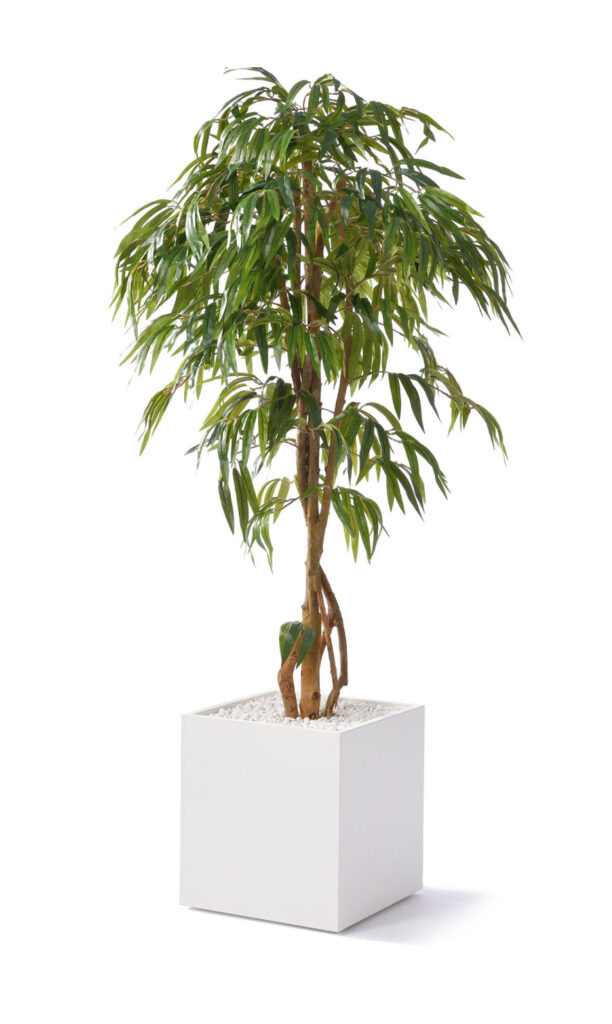 Ficus 150 cm