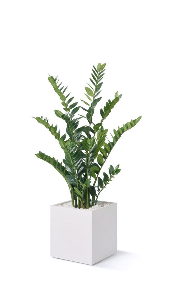 Zamifolia 130 cm